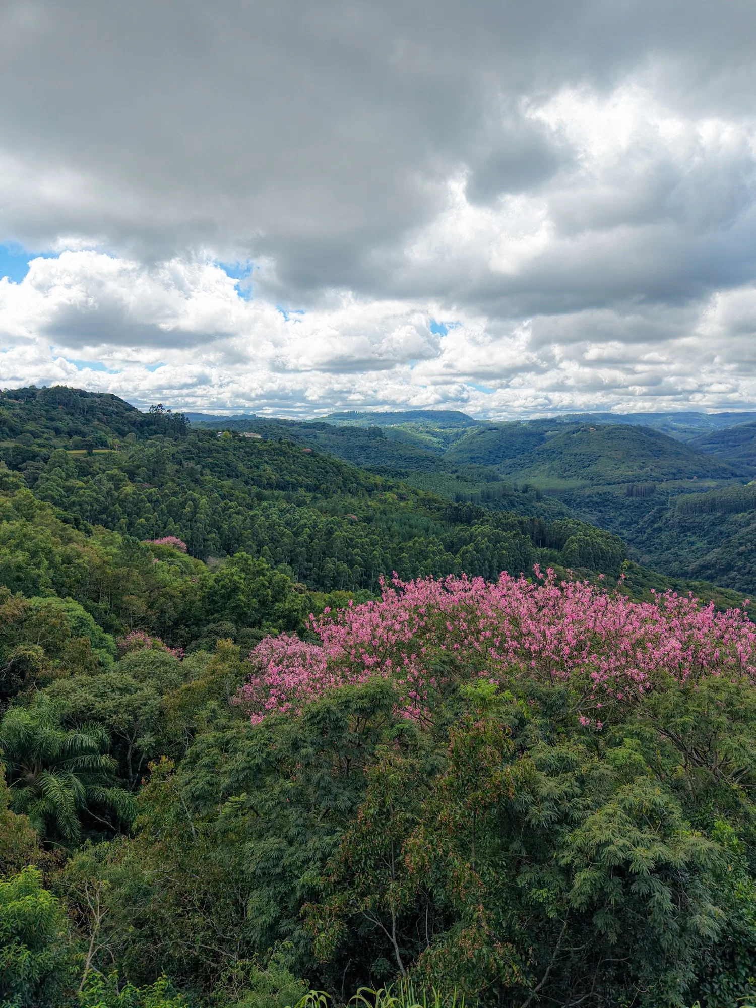 Paisagem de mata e montanhas na região de Nova Petrópolis